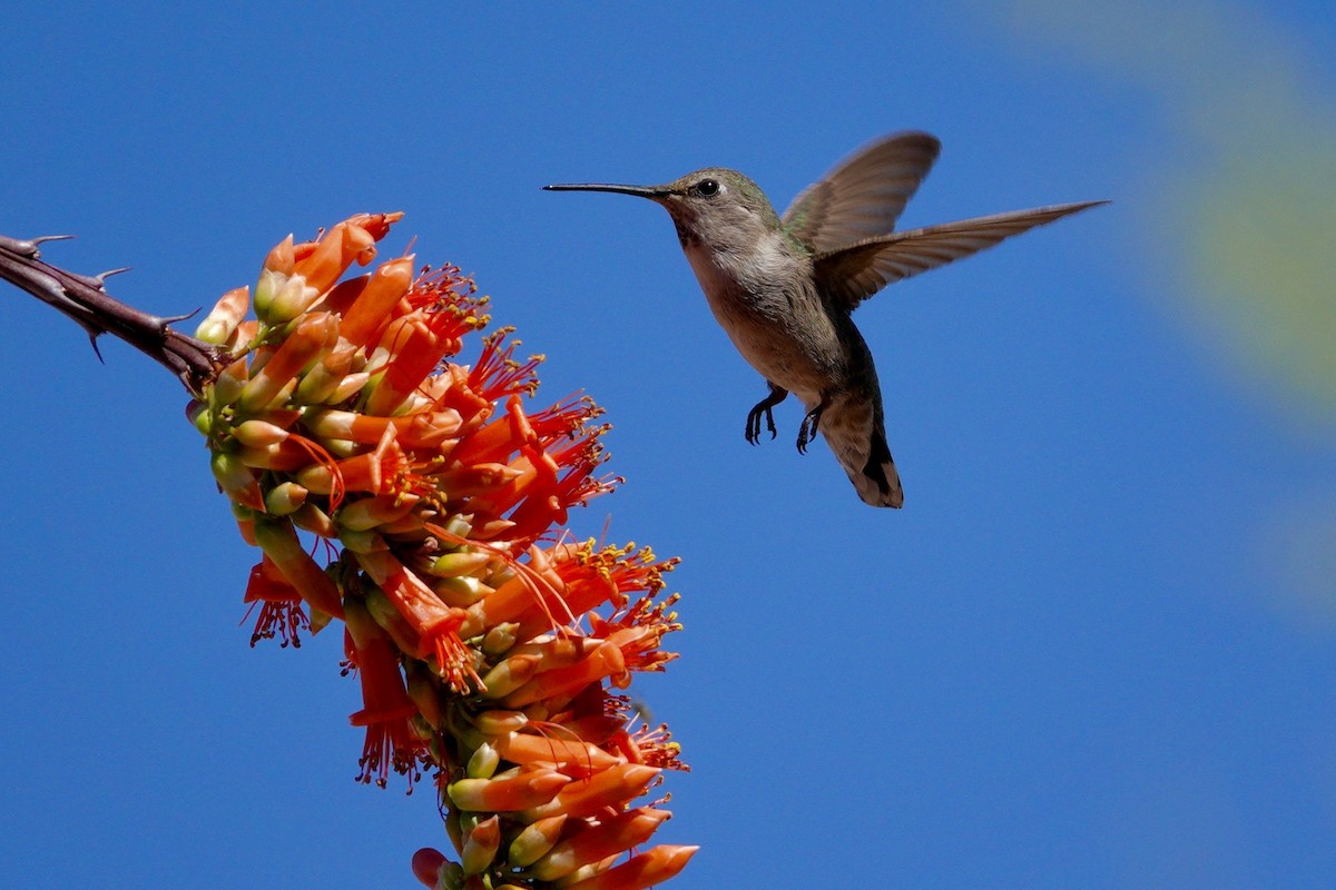 Anna's Hummingbird - ML647506116