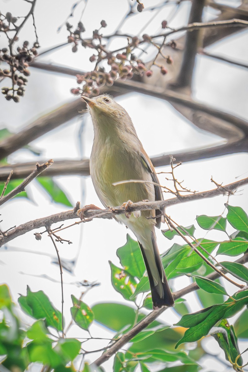 Blue-winged Minla - ML647506117