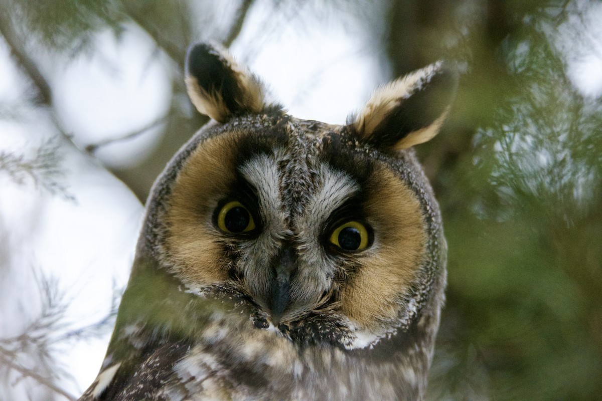 Hontz ertaina - ML647506119