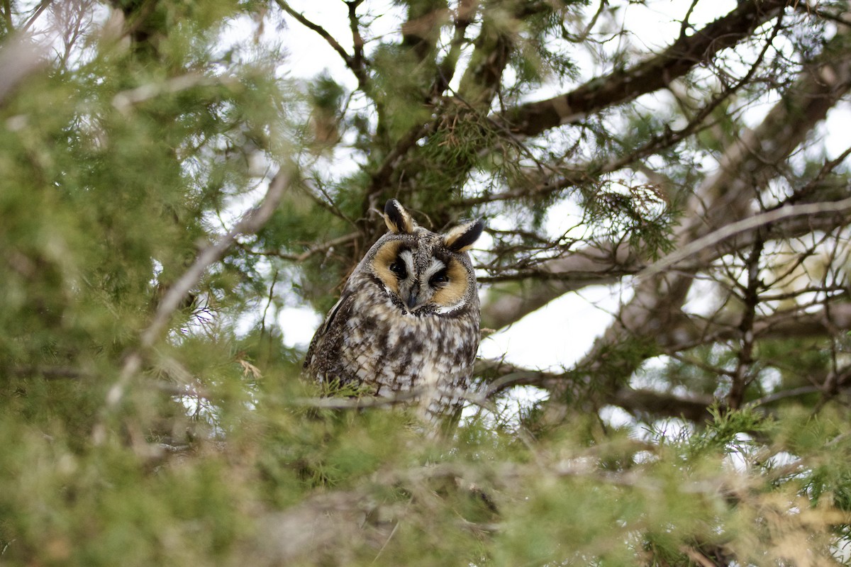 Hontz ertaina - ML647506120