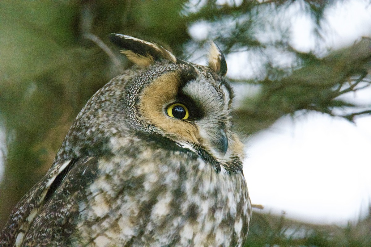 Hontz ertaina - ML647506123