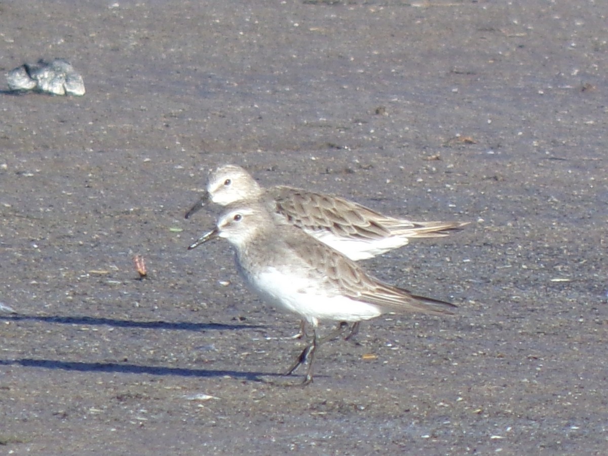 Бонапартов песочник - ML647506143