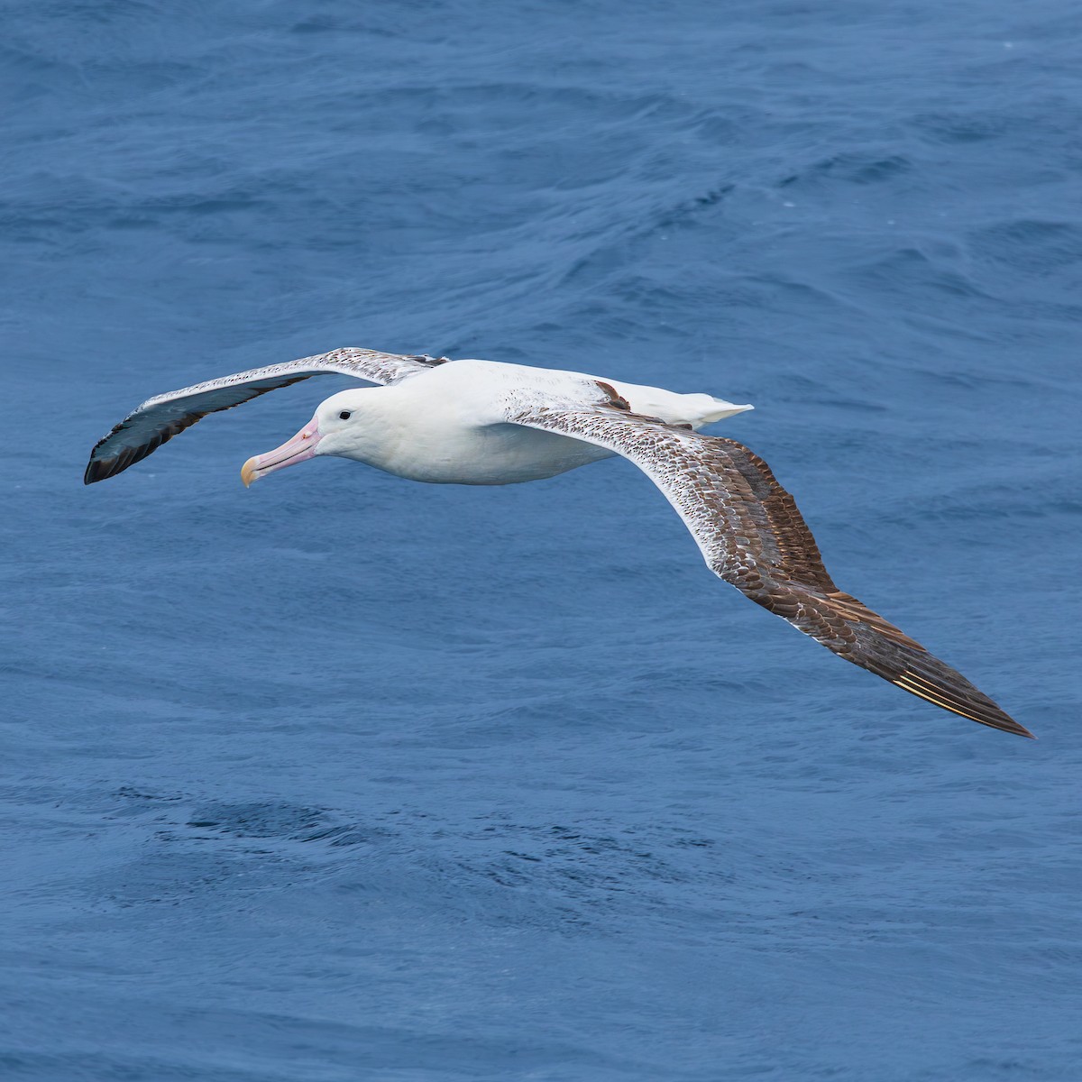 Hegoaldeko albatros handia - ML647506167