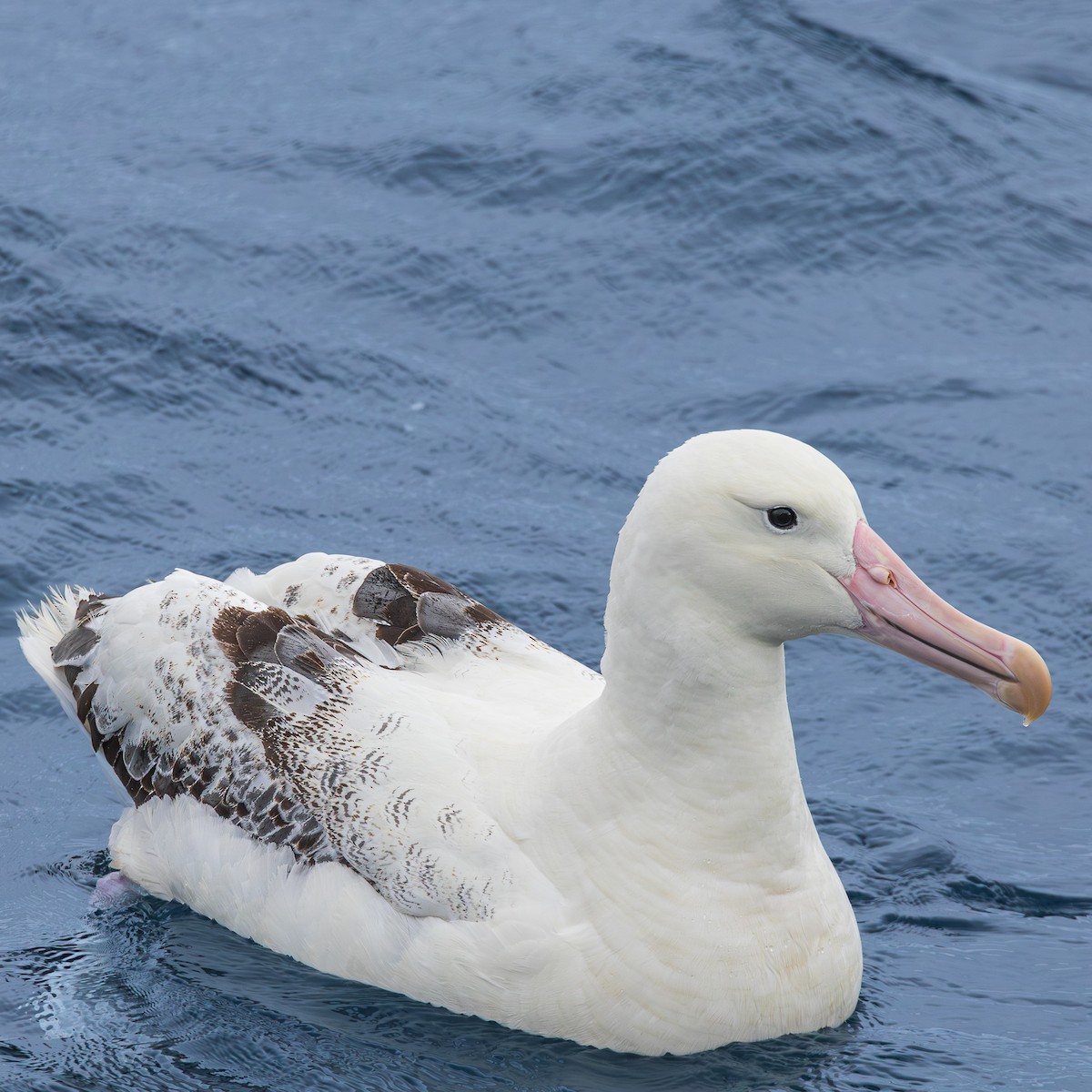 Hegoaldeko albatros handia - ML647506169