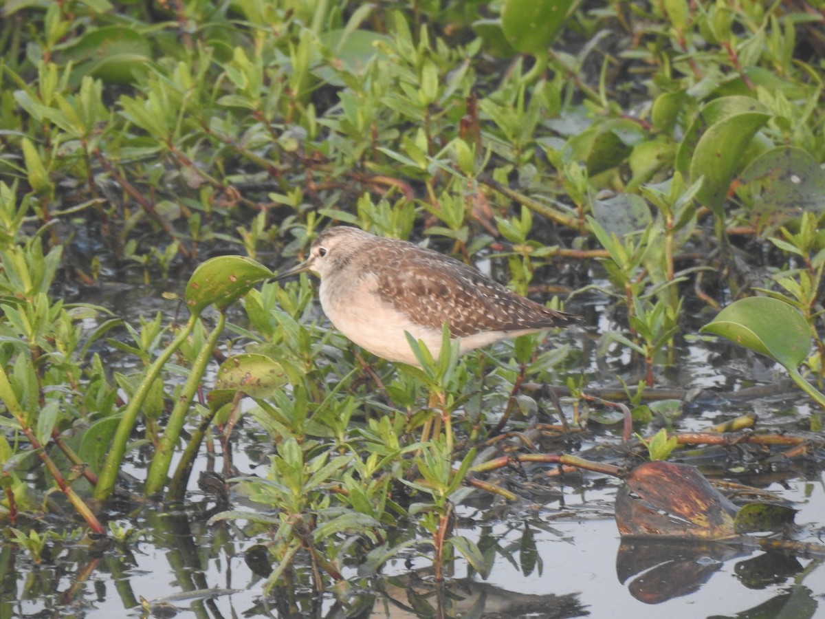 Wood Sandpiper - ML647506171