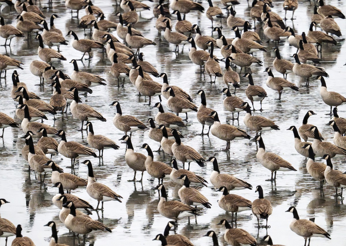 berneška velká - ML647506180