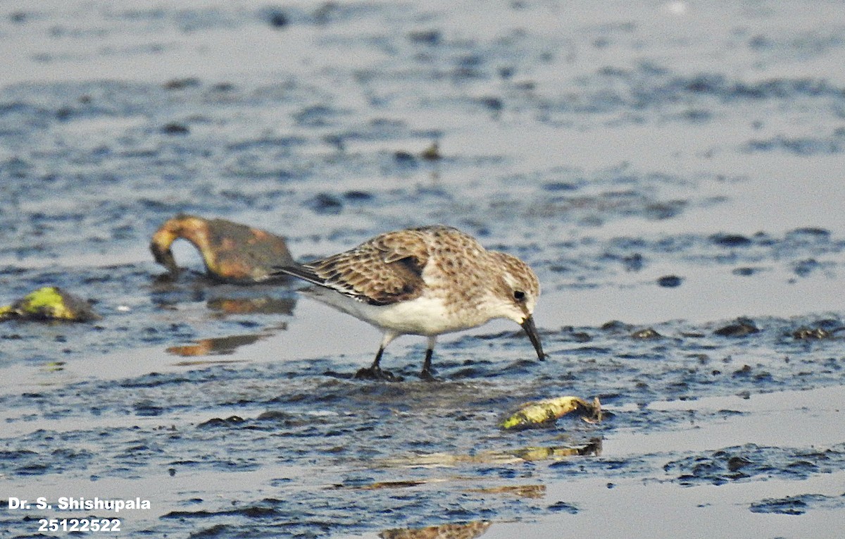 Little Stint - ML647506181