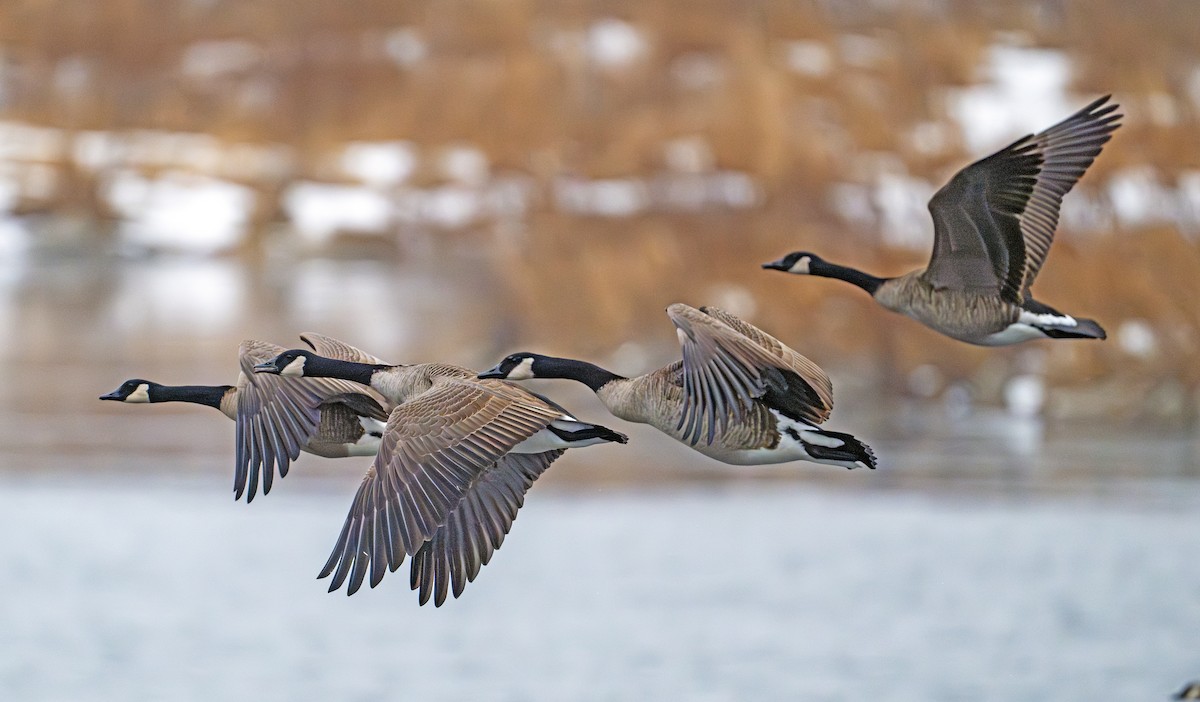 berneška velká - ML647506185