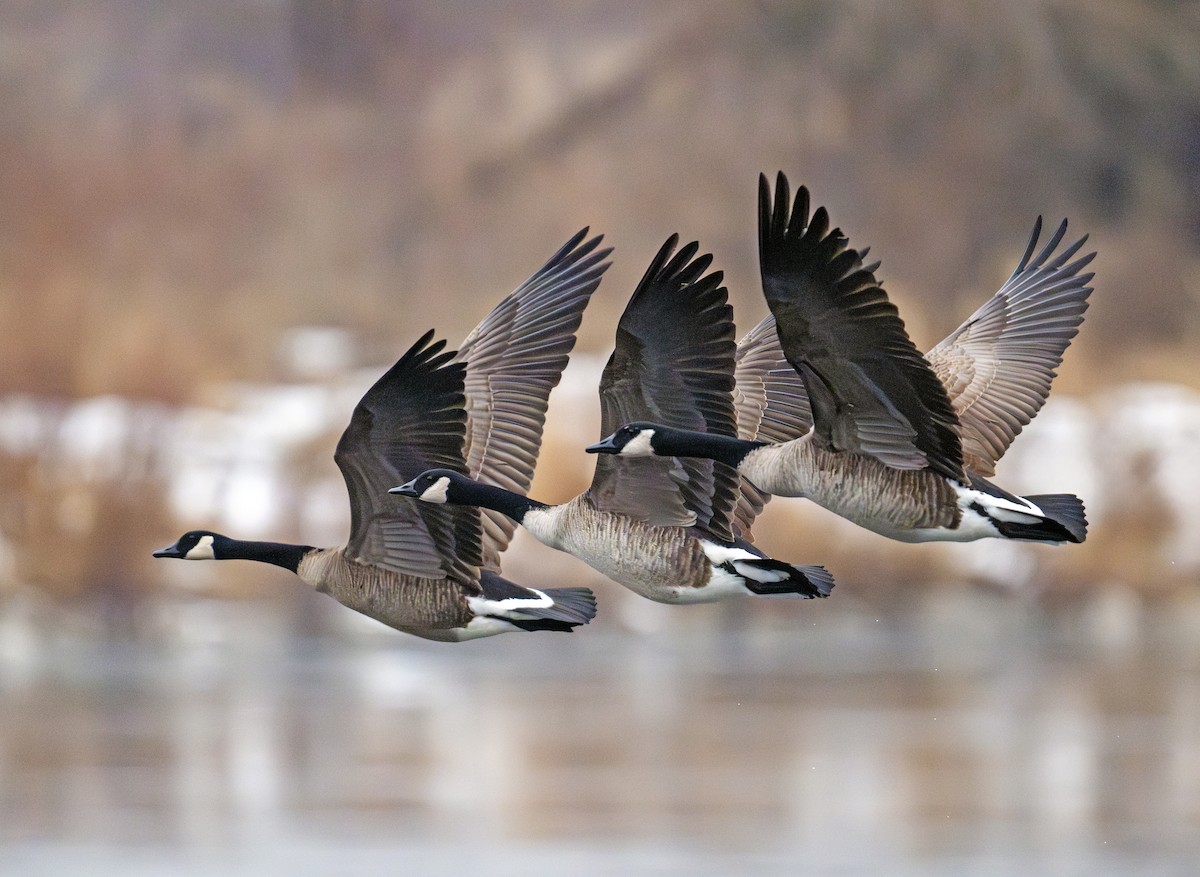 berneška velká - ML647506186