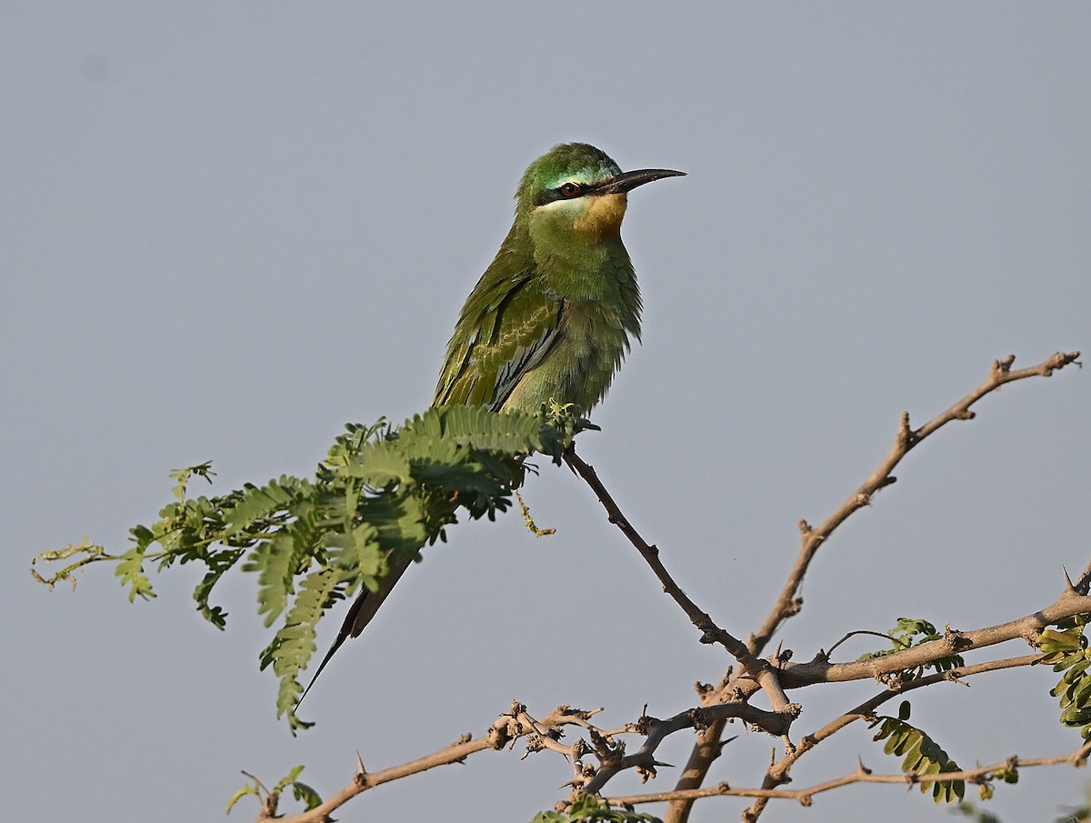 Blue-cheeked Bee-eater - ML647506187
