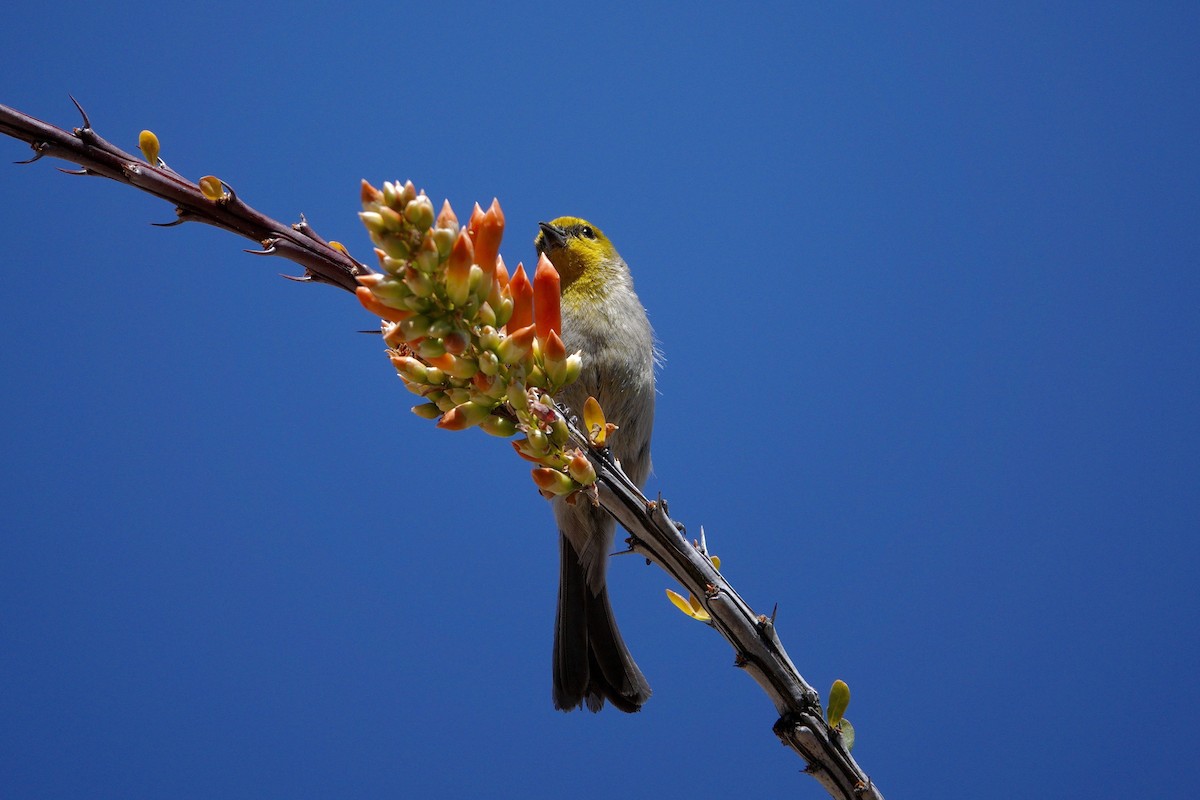 Goldkopf-Beutelmeise - ML647506194