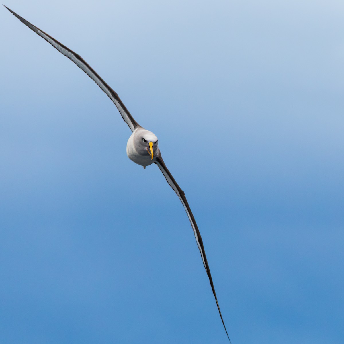 Buller albatrosa - ML647506206