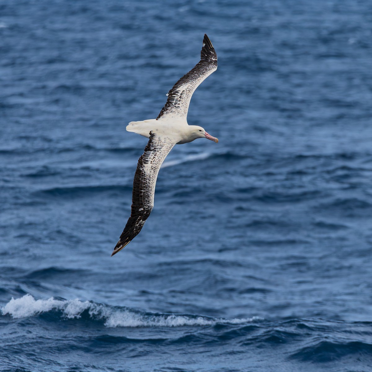 Hegoaldeko albatros handia - ML647506209