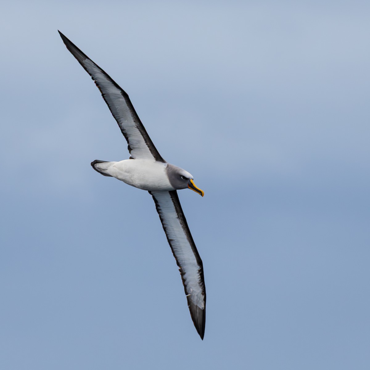 Buller albatrosa - ML647506243