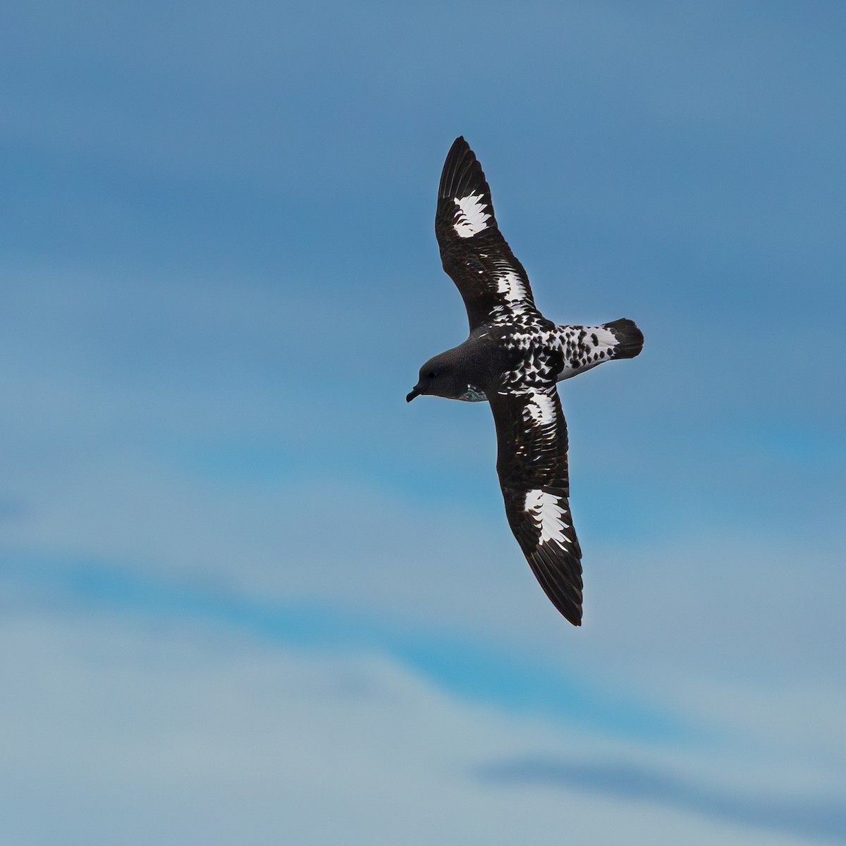 Pintado Petrel (Snares) - ML647506252