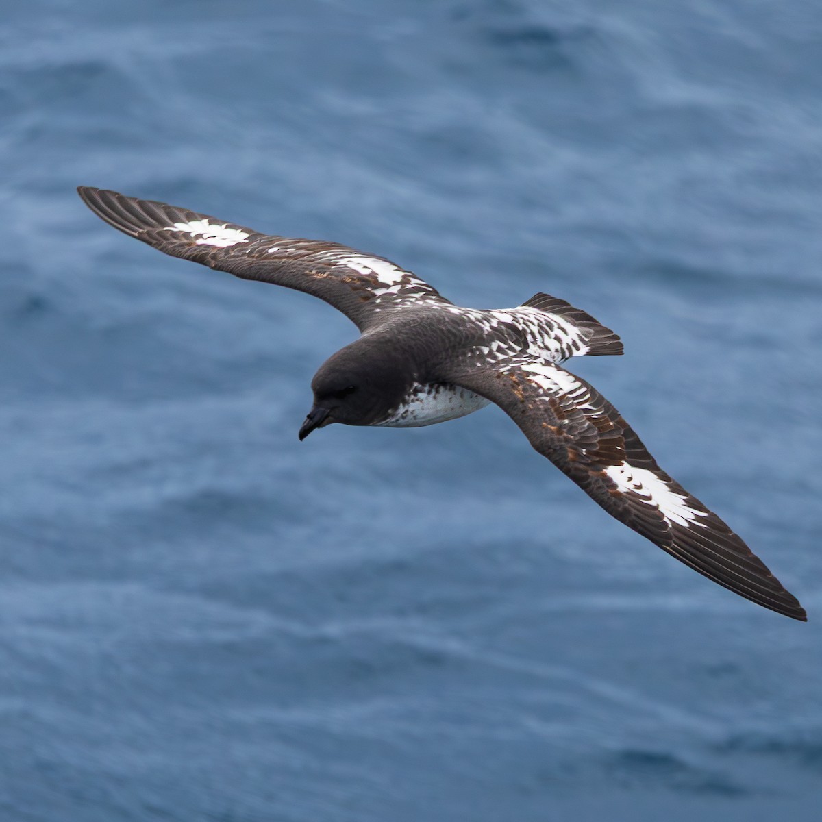 Pintado Petrel (Snares) - ML647506253