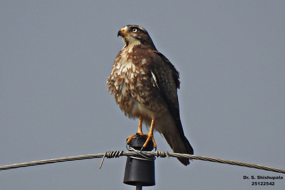 White-eyed Buzzard - ML647506256