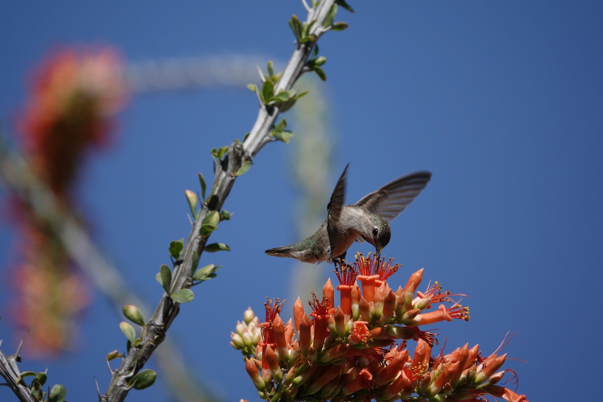 Anna's Hummingbird - ML647506258
