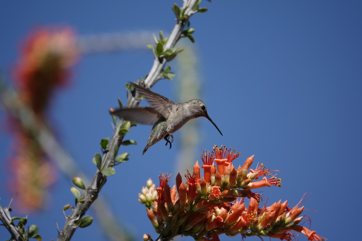 Anna's Hummingbird - ML647506259