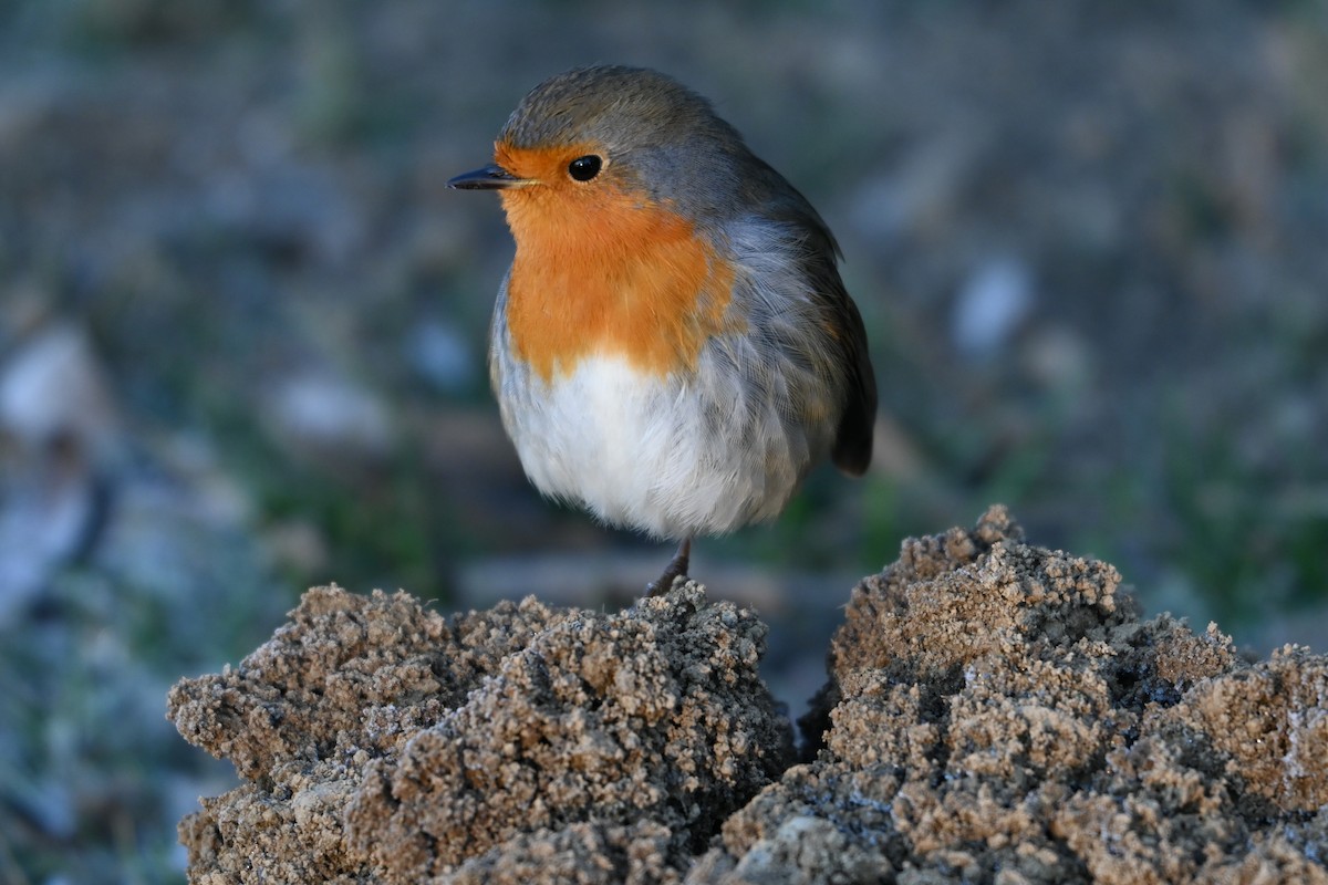 European Robin - ML647506260