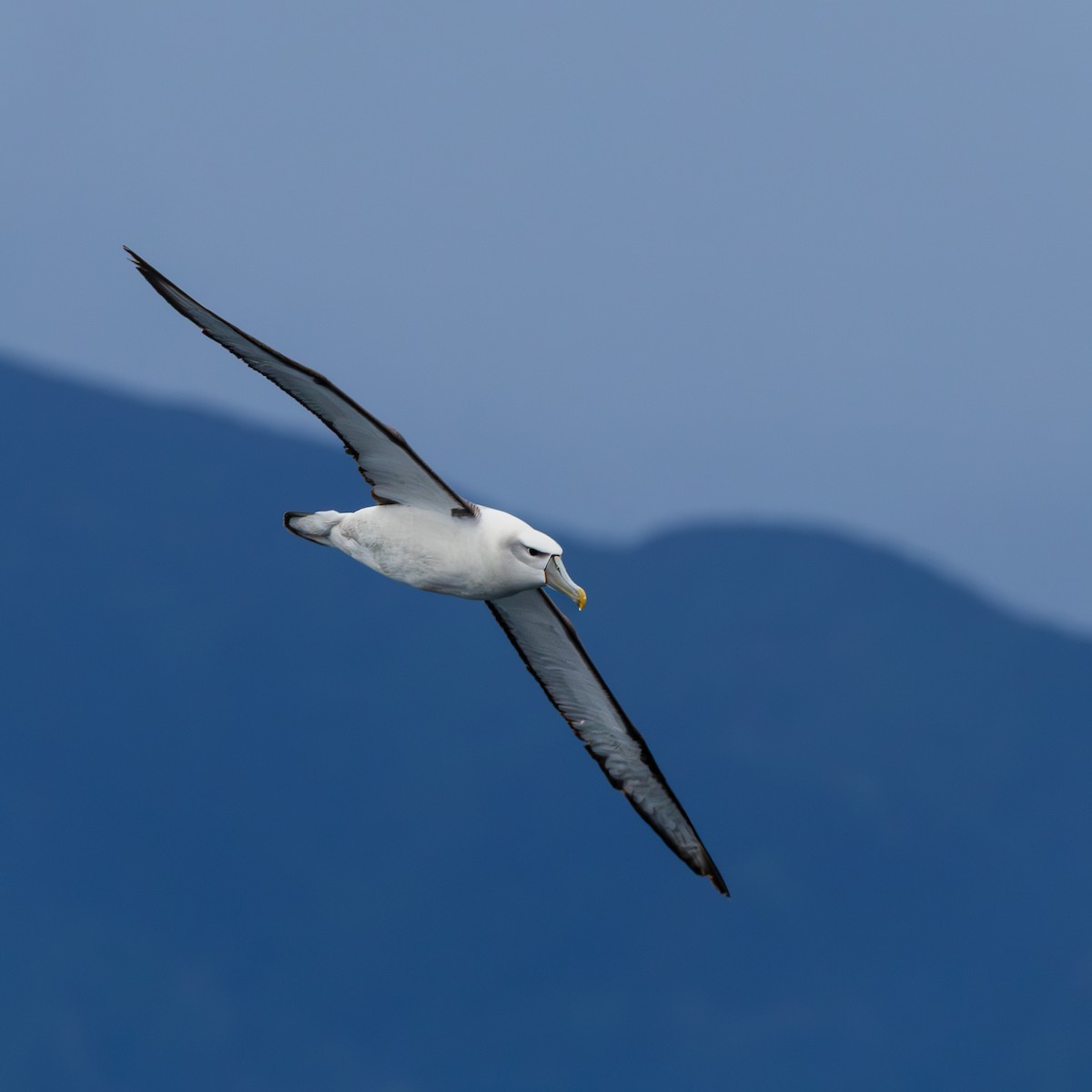 White-capped Albatross - ML647506262