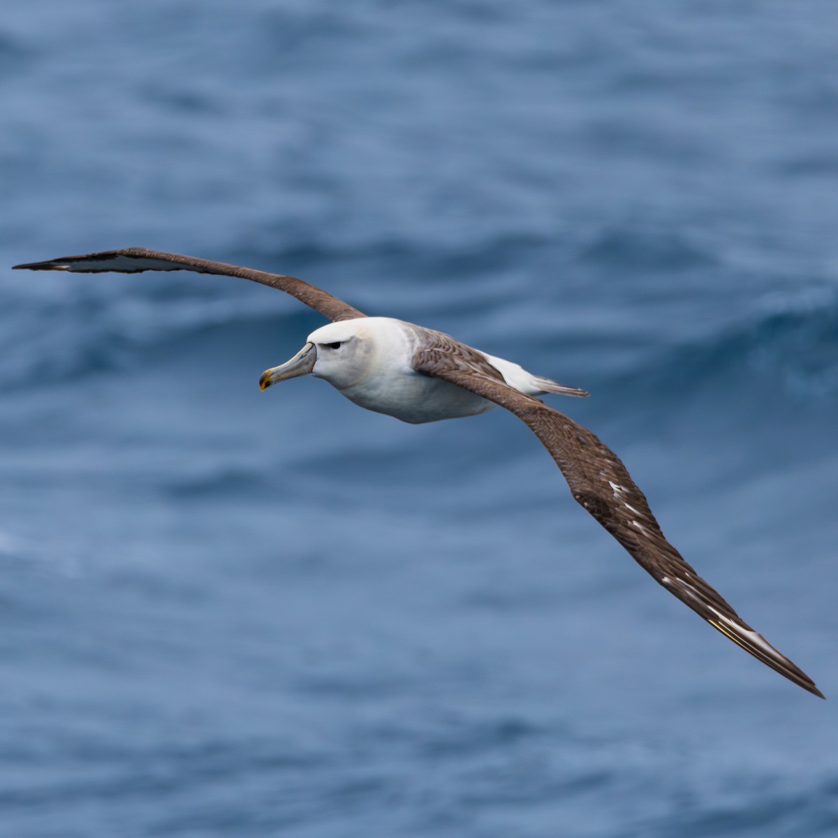 White-capped Albatross - ML647506263