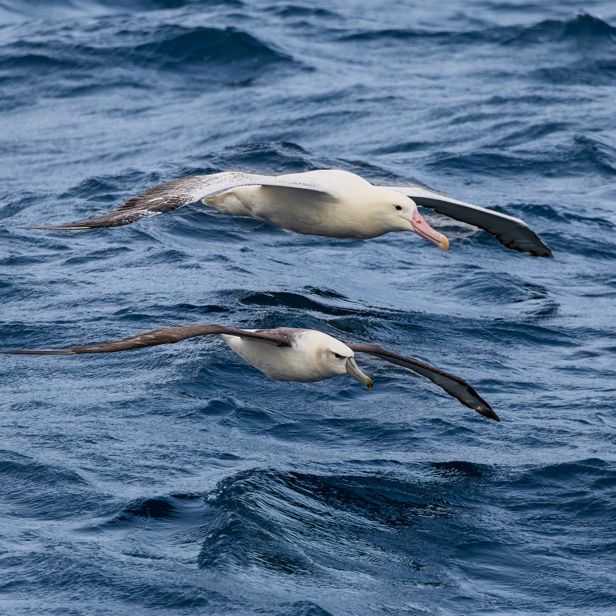 White-capped Albatross - ML647506264