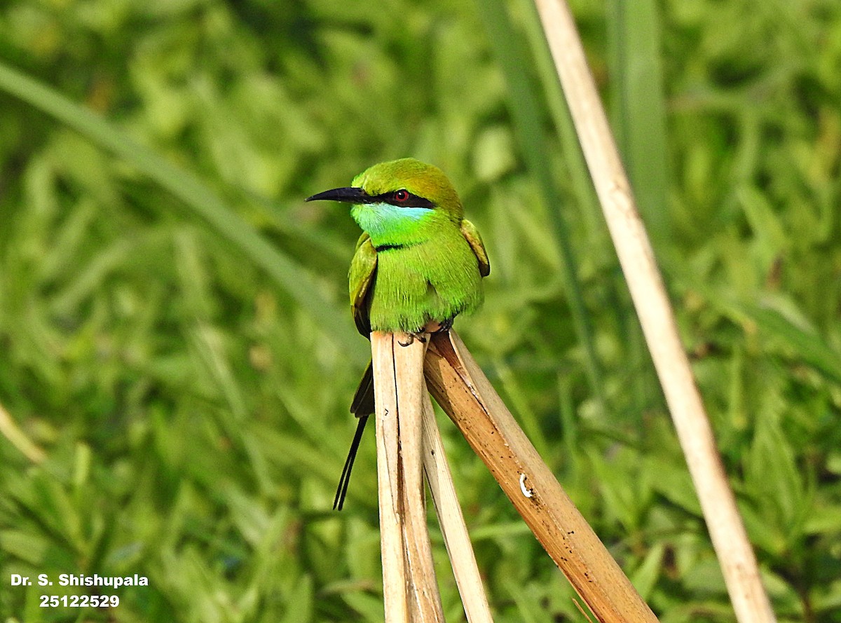 Asian Green Bee-eater - ML647506265