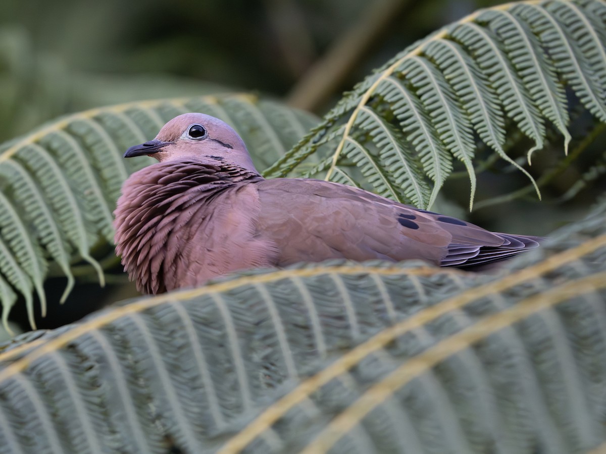 Eared Dove - ML647506270