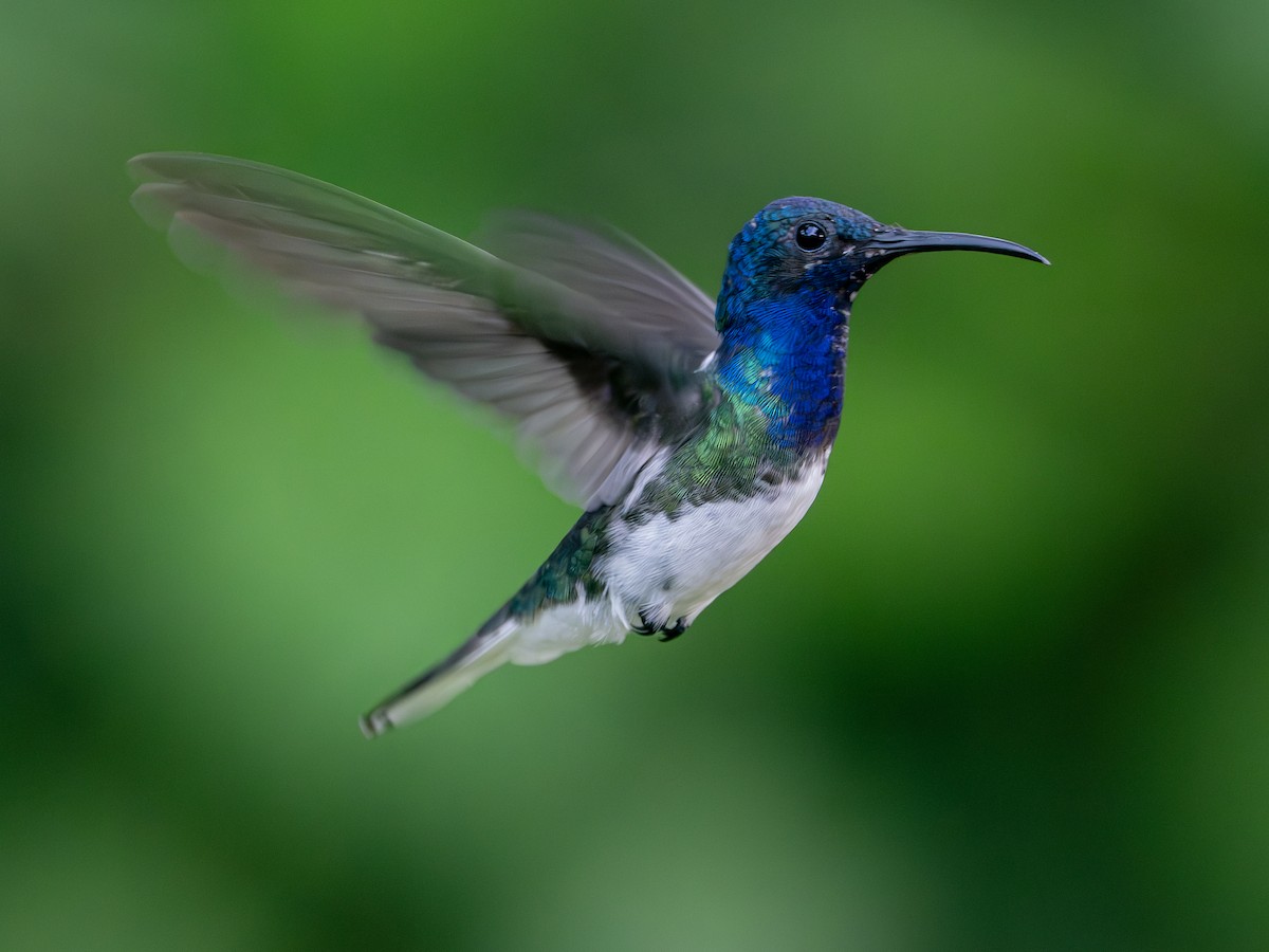 White-necked Jacobin - ML647506271