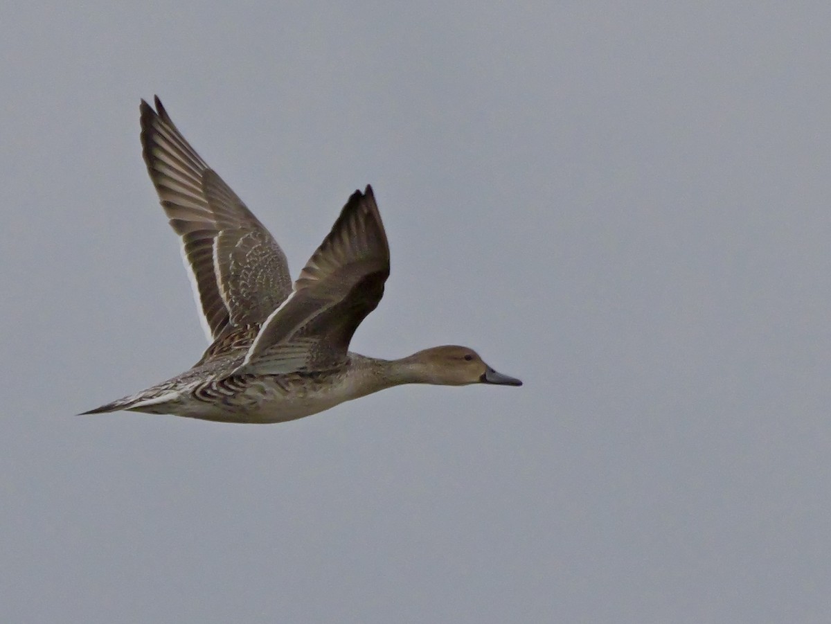 尖尾鴨 - ML647506272