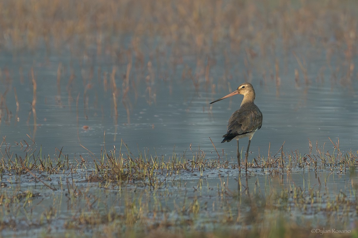 黑尾鷸 - ML647506274