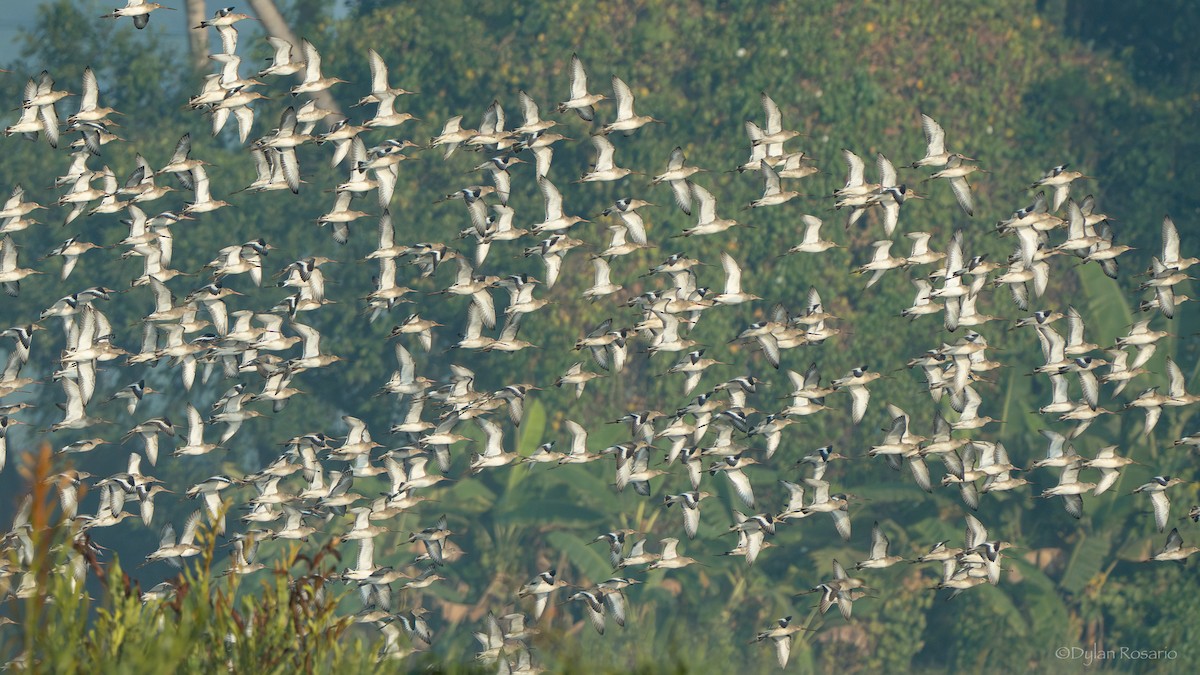 黑尾鷸 - ML647506275