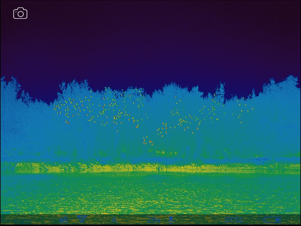 鸕鷀(sinensis/hanedae) - ML647506276