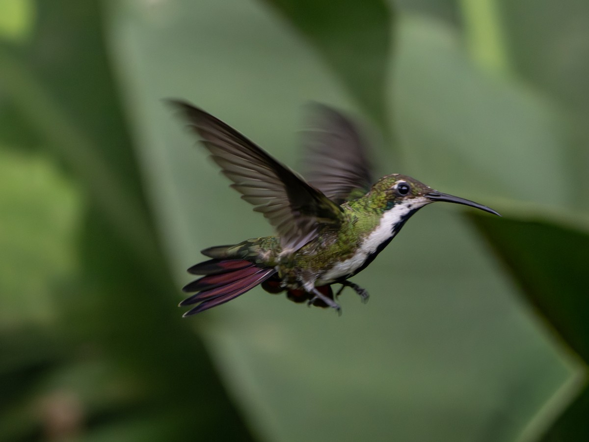 Black-throated Mango - ML647506278
