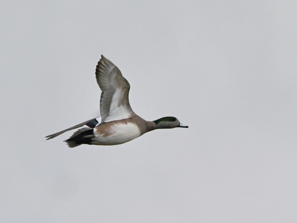 葡萄胸鴨 - ML647506279