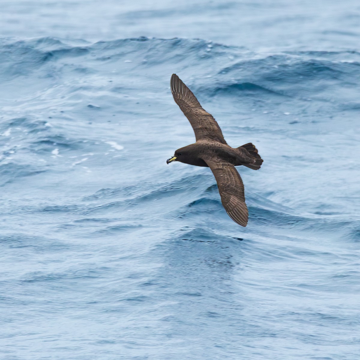 Westland Petrel - ML647506280