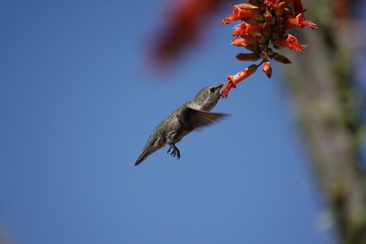 Anna's Hummingbird - ML647506281