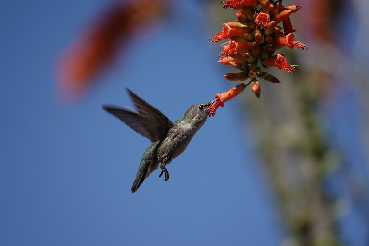 Anna's Hummingbird - ML647506282