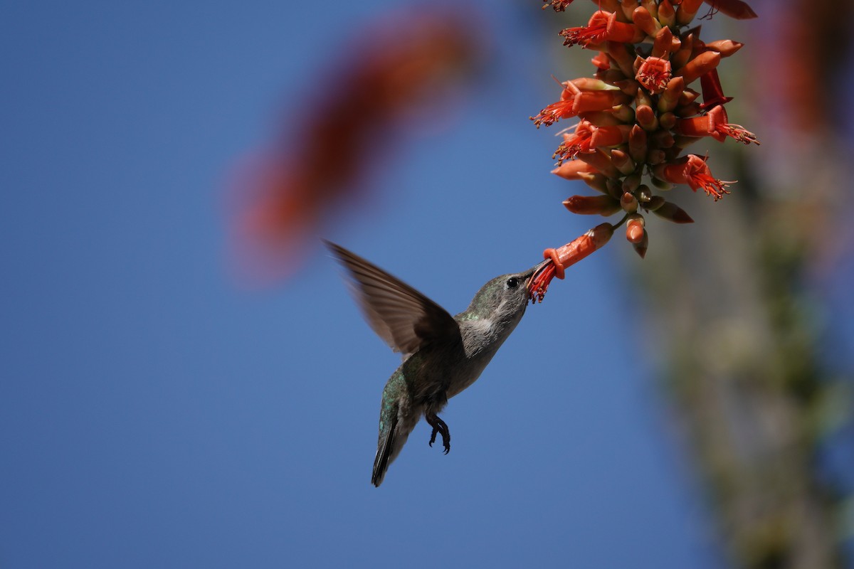 Anna's Hummingbird - ML647506283