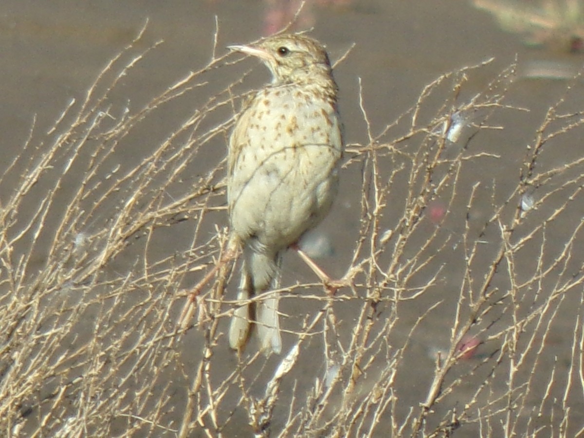 Short-billed Pipit - ML647506284