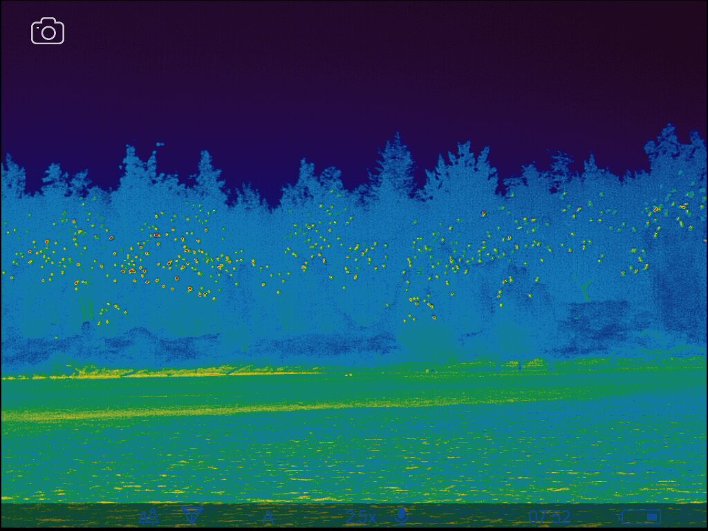 鸕鷀(sinensis/hanedae) - ML647506286