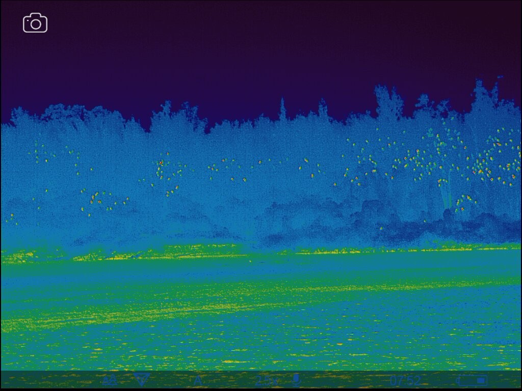 鸕鷀(sinensis/hanedae) - ML647506287