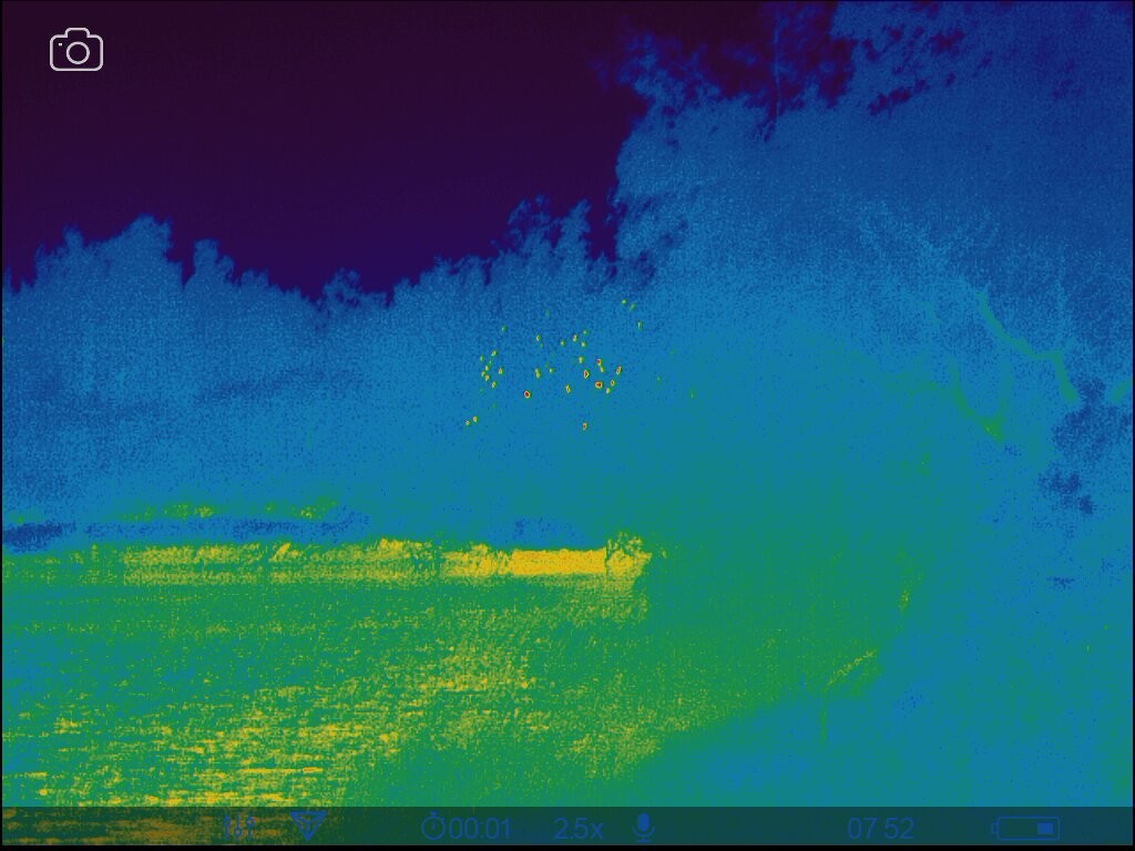 鸕鷀(sinensis/hanedae) - ML647506289