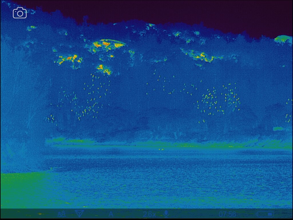 鸕鷀(sinensis/hanedae) - ML647506290
