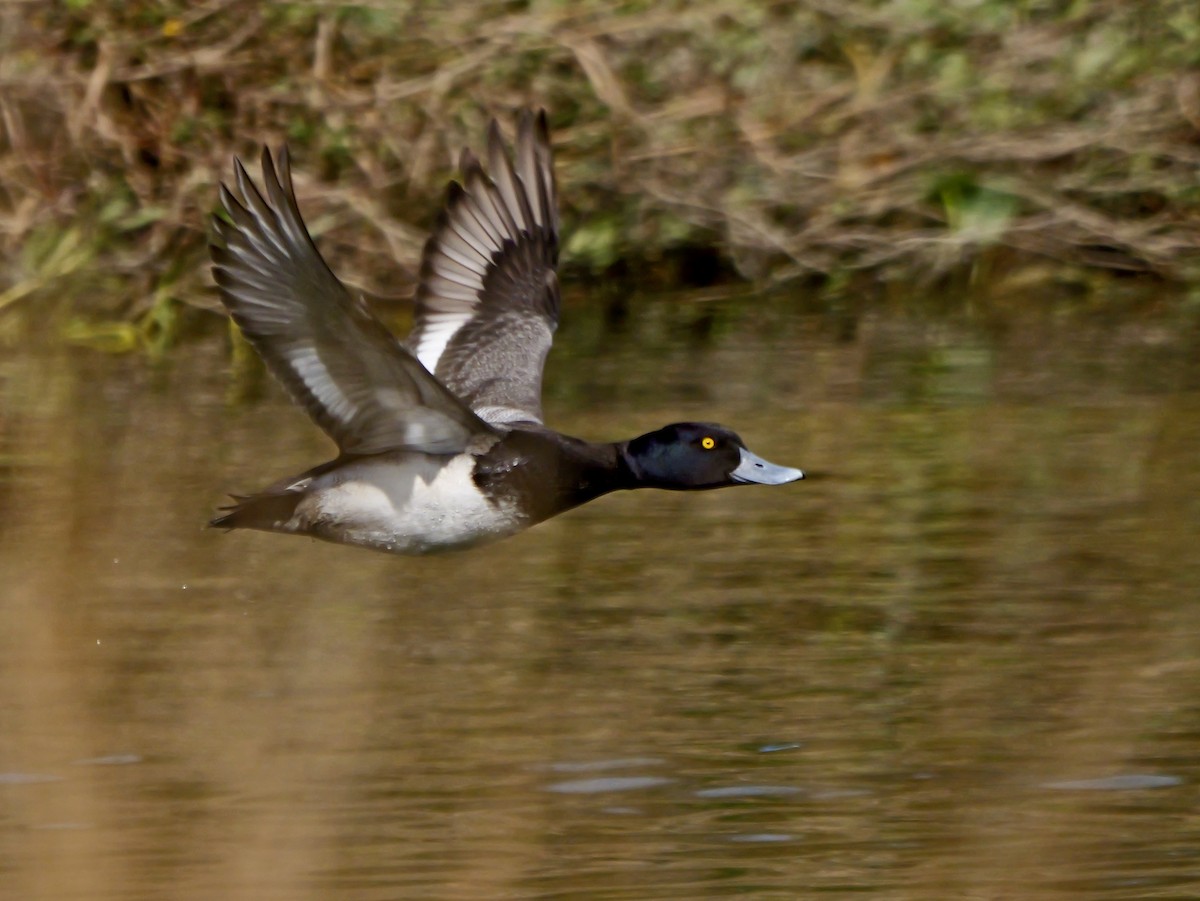 小斑背潛鴨 - ML647506291