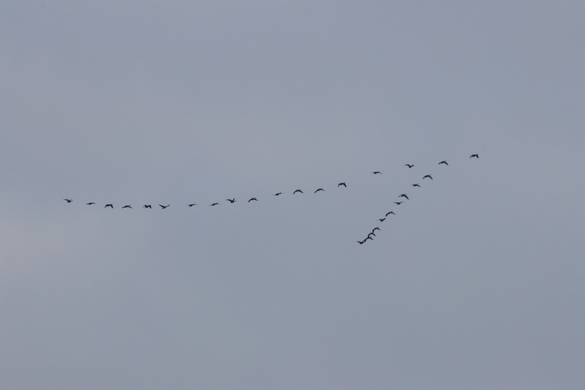 Barnacla Canadiense Grande - ML647506335