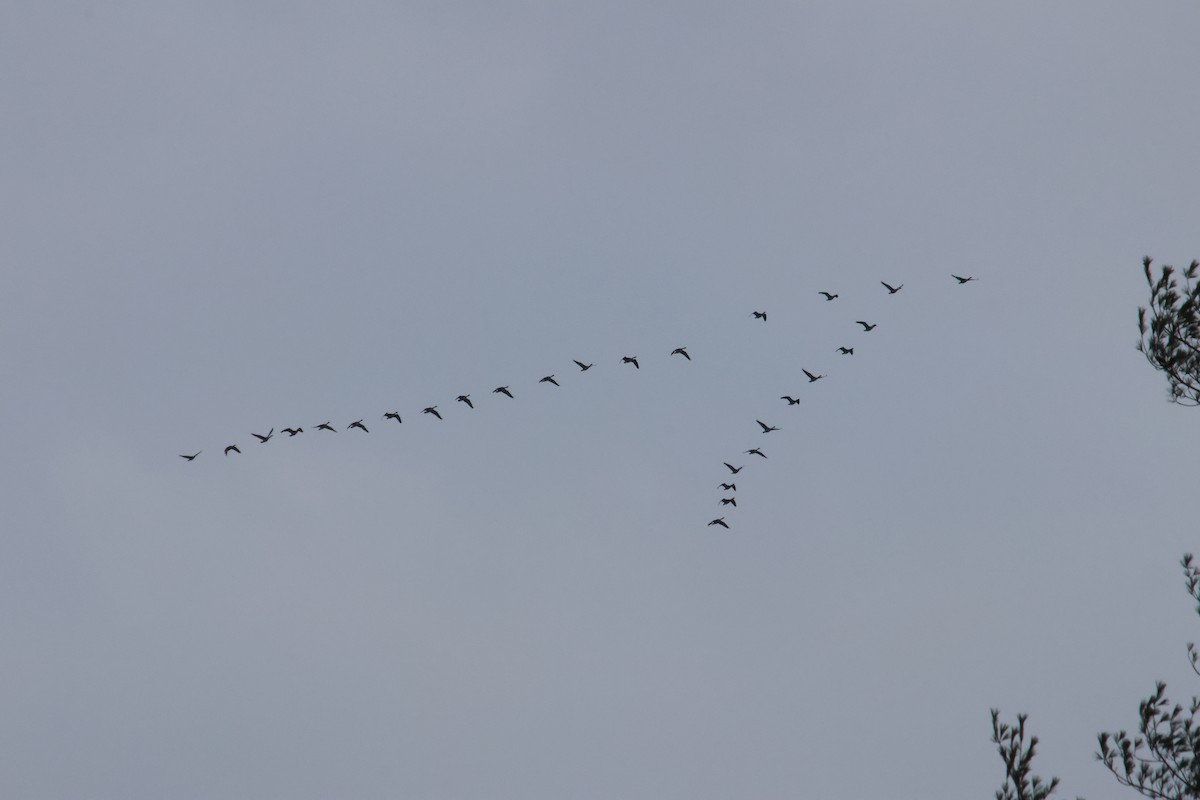 Barnacla Canadiense Grande - ML647506336