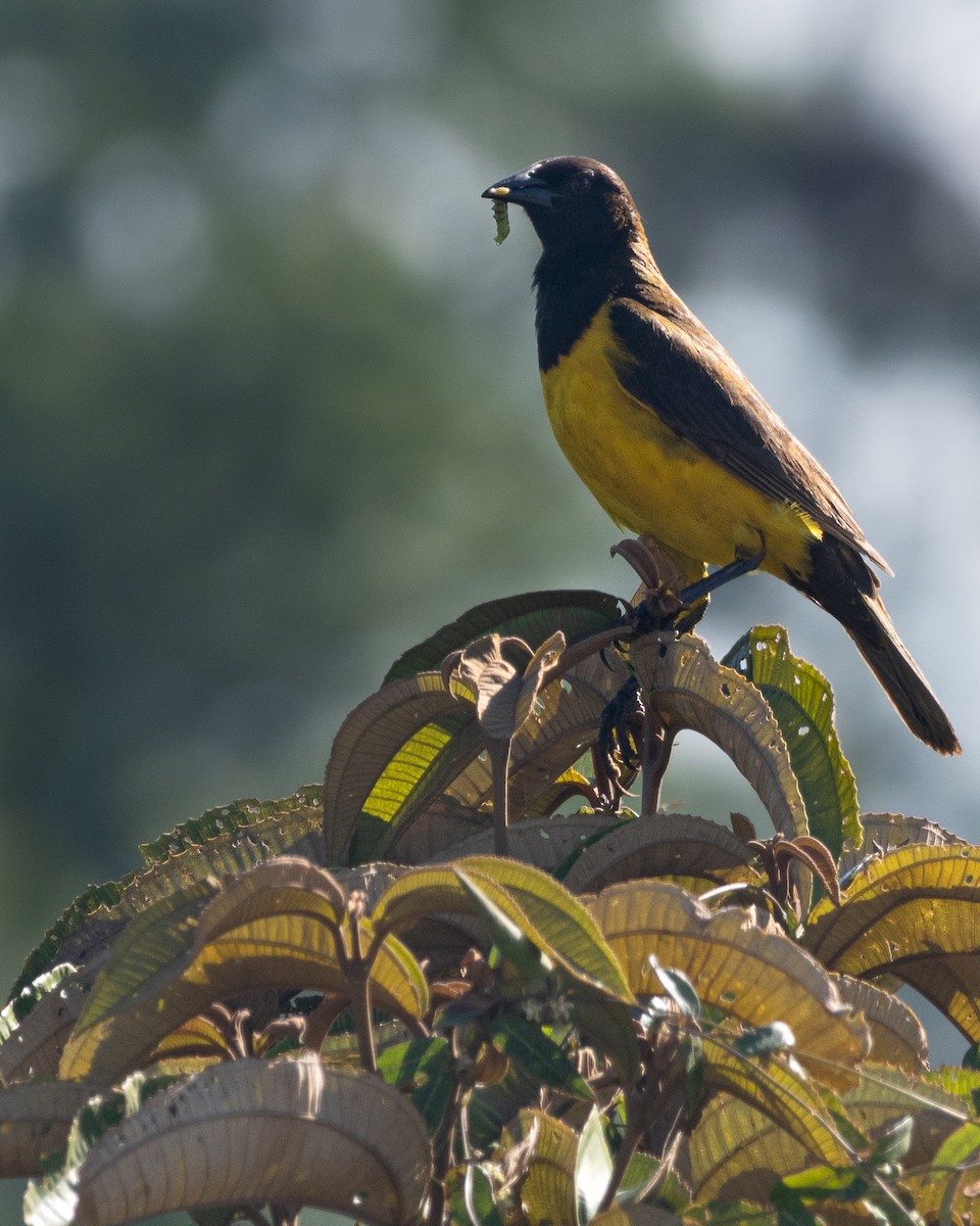 Yellow-rumped Marshbird - ML647506351