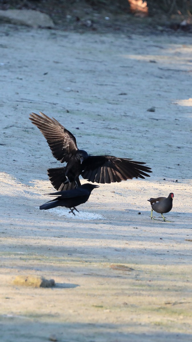 Common Raven - ML647506384